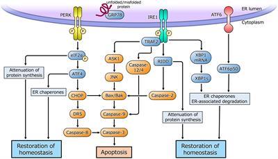Roles of endoplasmic reticulum stress in the pathophysiology of polycystic ovary syndrome